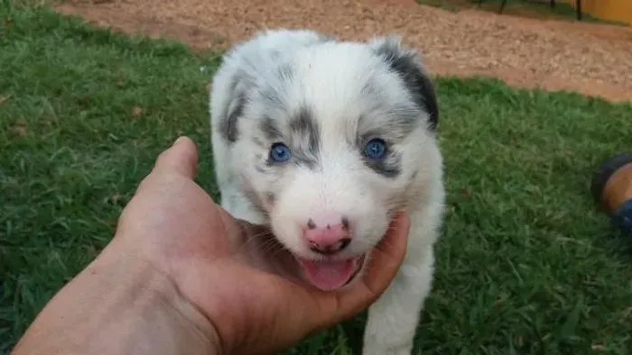 Border Collie- O filhote dos sonhos, com garantias de saúde-Daniela