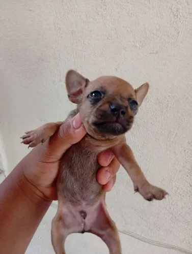 Filhote de Pinscher disponível MACHO interessados chamem no WhatsApp *
