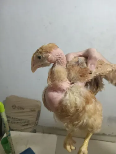 Franguinho