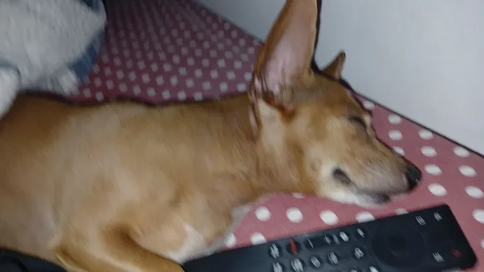 Cuidadora de animais