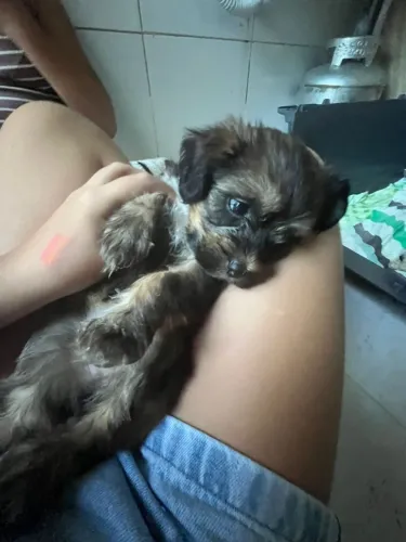 Cachorro ?