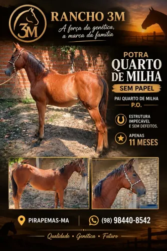 Potra Quarto de Milha