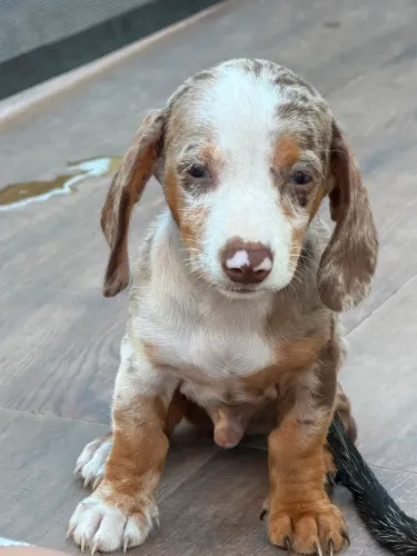 Filhote de Dachshund (Teckel) Alerquim