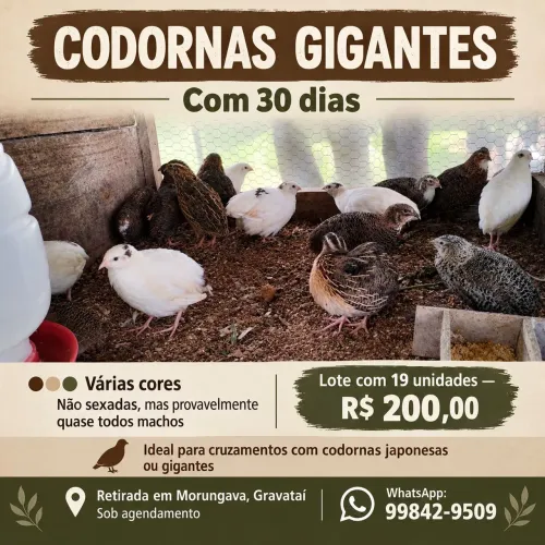 Codornas gigantes