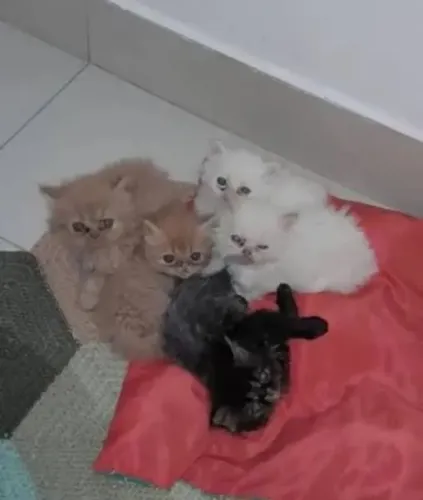 Doação de gatos persa