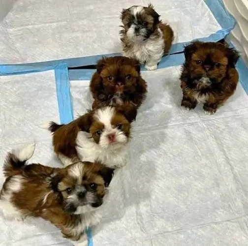 Shih Tzu Seu lar merece esse tipo de alegria