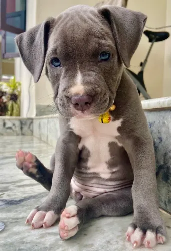 Pitbull - Encanto Que Brilha