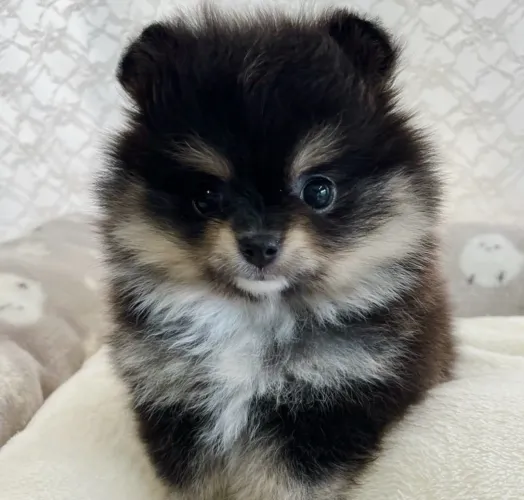 Lulu da Pomerania mini Filhotinhos black tan