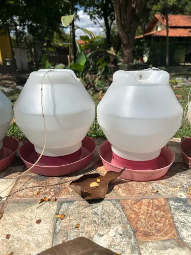 Bebedor galinha, frango, pintinho