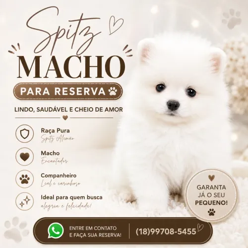 Spitz alemão branco Lulu