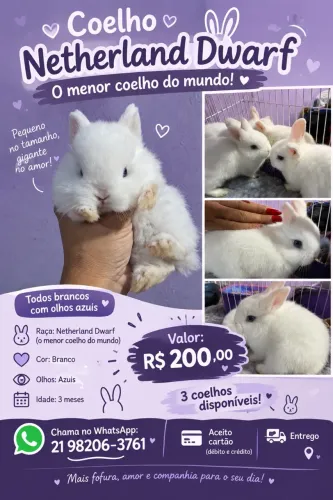 Mini Coelho Netherland Dwarf