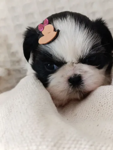 Filhote de Shih Tzu