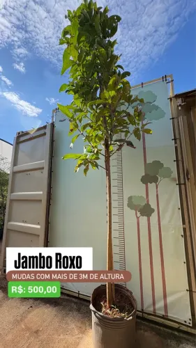Muda de Jambo Roxo 