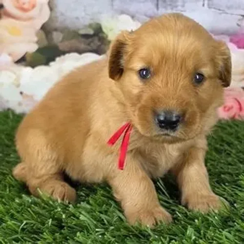 Restam poucos filhotes dessa ninhada exclusiva de Golden Retriever