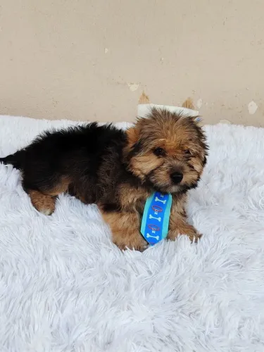 Yorkshire terrier