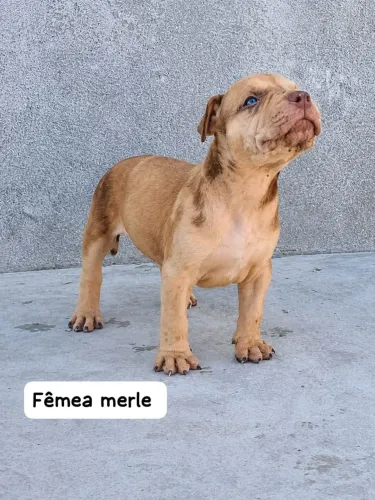 Pitmonster 