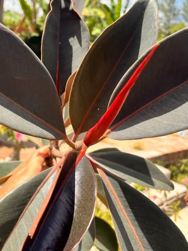 Planta - Fícus Elástica com 2,06mts. 