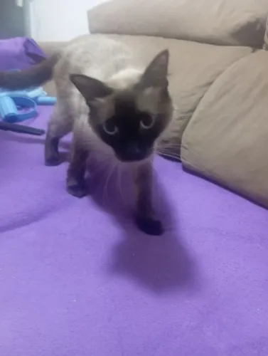 Doando essa Gata