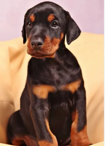 Doberman filhotes