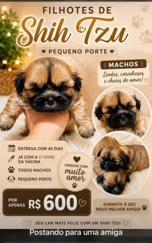 Filhotes shythus macho