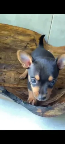 Pincher 0 anão