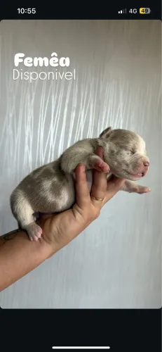 american bully