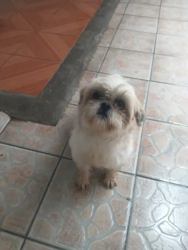 Shitzu 