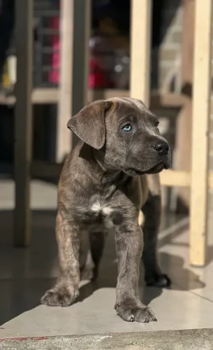 Filhote de Cane Corso