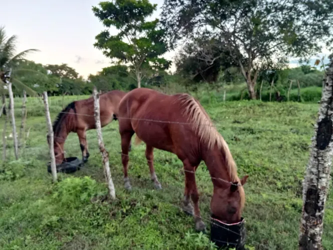 Cavalo mestiço de mangalarga