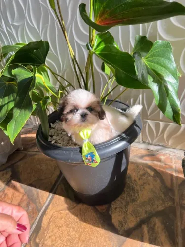 Shih Tzu brincalhão