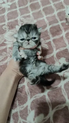 Gatinhos persa para reserva