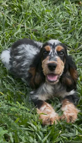 Cocker Spaniel macho 04 meses