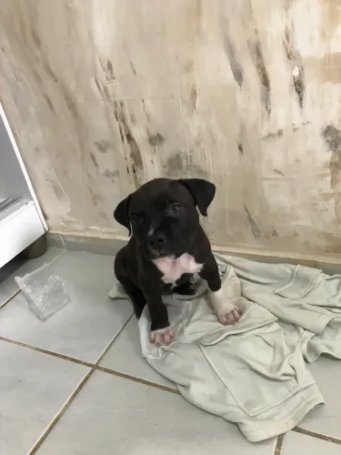 Vendo filhote de american bully com pitmonsther