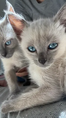 Doação gatinhos 