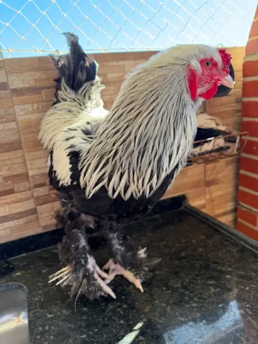 Galo e Galinha Raça Brahma