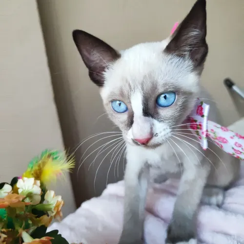 Filhote de gata fêmea para adoção