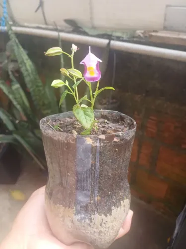 Mudas plantas flor torênia Amor-perfeito-de-Verao 