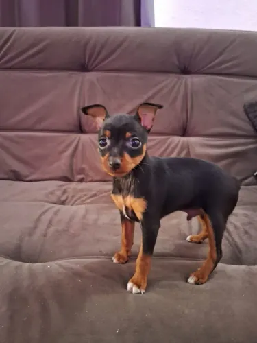 Pinscher número 1
