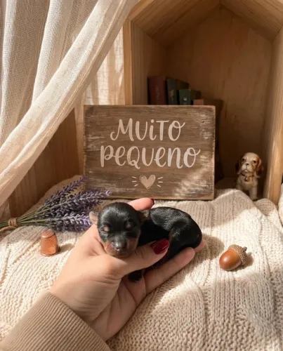 Pinscher fêmea miniatura