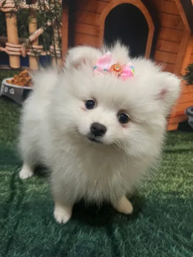Filhote SPITZ ALEMÃO FÊMEA