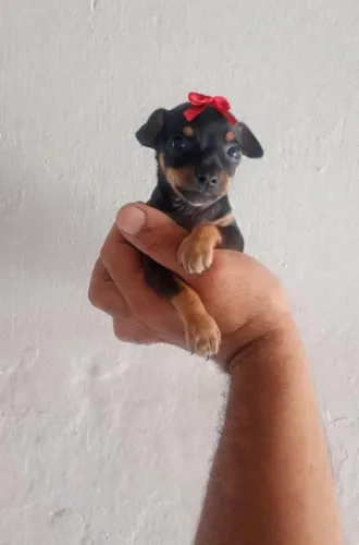 Promoção hj dia dos pais lindos Pincher filhote fêmea e macho 