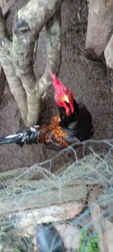 Vende-se Frango caipira