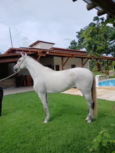 Cavalo Mangalarga Marchador