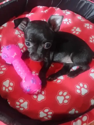 Vendo pinscher fêmea 0