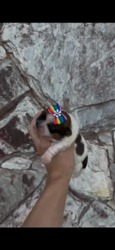 Filhotes shih tzu FÊMEA
