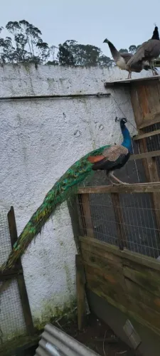 Pavo