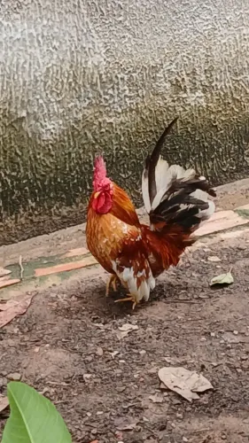 Galo garninzé