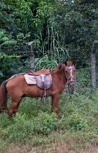 Cavalo vendo ou troco 
