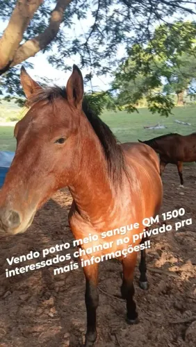Vendo potro meio sangue QM