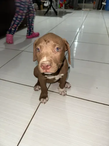 Vendo Última Filhote de Pitbull R$ 300